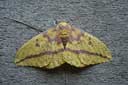 BigMoth