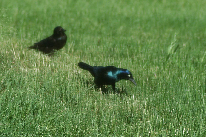 common grackle female. girlfriend common grackle