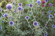 GlobeThistle