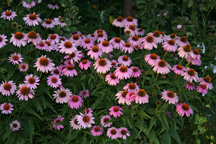 PurpleConeFlower