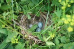 Cow Bird Nest