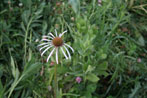 Cone Flower??