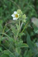 Tall Cinquefoil