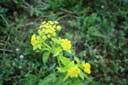 Golden Alexanders